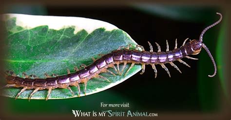 centipede meaning.